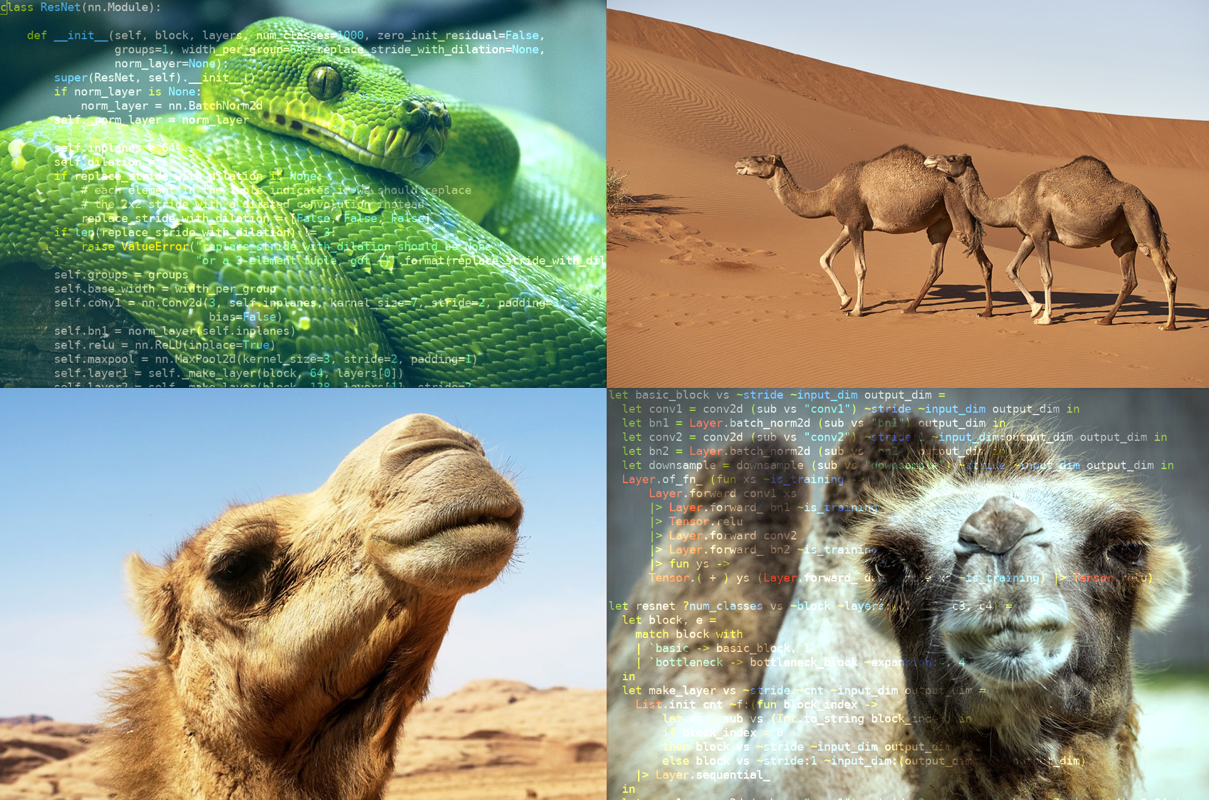 camel-identify.jpg